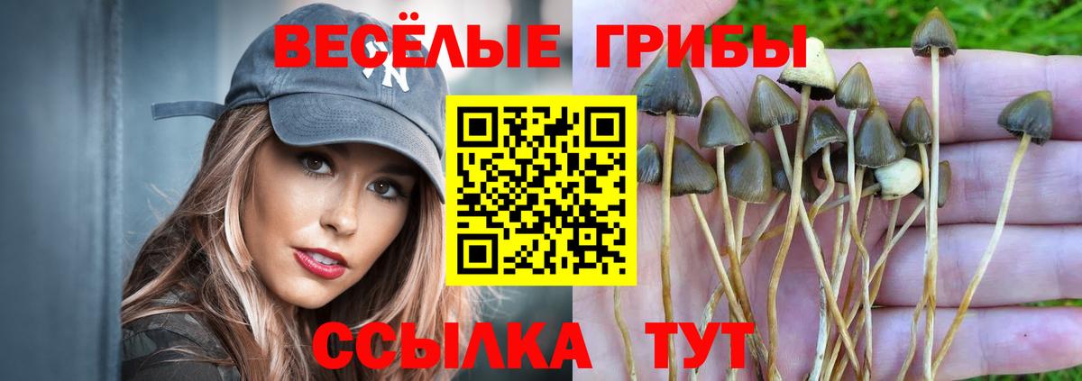 Галлюциногенные грибы Psilocybine cubensis Вольск